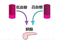 调节血糖稳态，GK负重前行