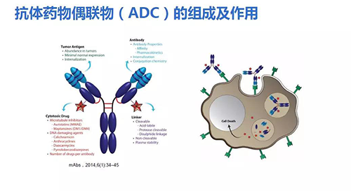 抗体药物耦联物（ADC）的组成及作用