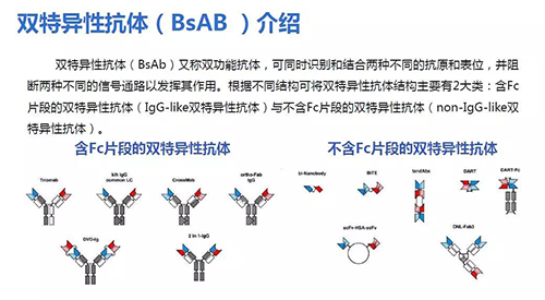 双特异性抗体（BsAB）介绍