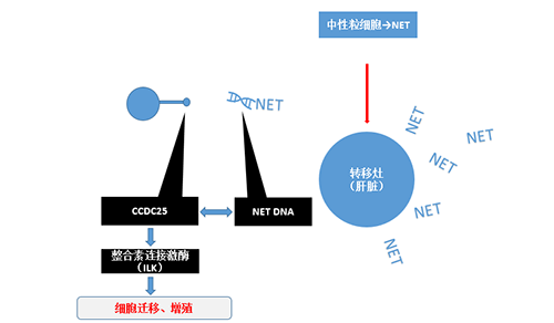 除了单纯的捕获，NET DNA与CCDC-25的结合还增强了癌细胞的侵袭行为，促进了癌症的肝转移。