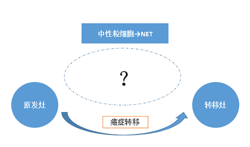 NET可能会顺利获得某些方式“捕获”或“唤醒”癌细胞，从而造成癌细胞的迁移。