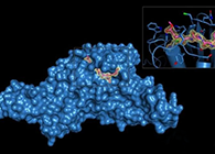 Science重磅！一种“分子剪刀”如何成为COVID-19药物的重要靶标？