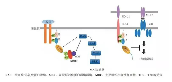 晚期恶性肿瘤患者的福音！k8凯发国际助力凌达生物SHP2变构抑制剂RG001片获批临床 
