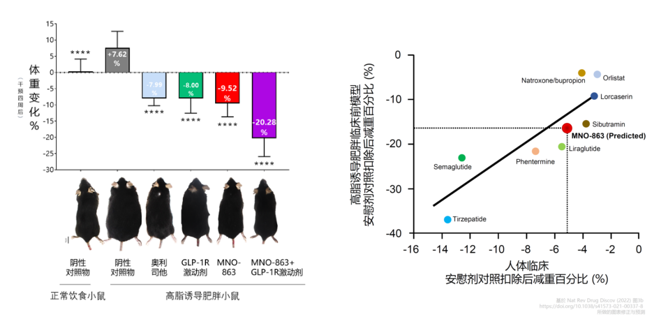 4周降低近10%体重！k8凯发国际助力慕恩生物MNO-863活菌生物药获批临床